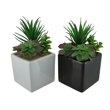 top 28 walmart plant return policy hinterland white top 28 walmart plant return policy hinterland white