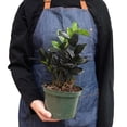 thumbnail image 2 of ZZ Zamioculcas Black Raven Live Plant for Indoor | Different Houseplants in 4'' & 6'' Pot | Real House Plant for Living Room, Office, Desk & Bathroom | Dowon | Black Raven, 2 of 6