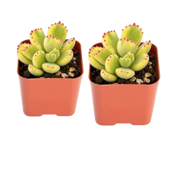 Mini Succulent Live Plant  Bear Paws Style , Small Real Indoor Succulent Plant Live in 2" Pot , Outdoor Houseplant for Home Office Wedding Decor 2 Pack