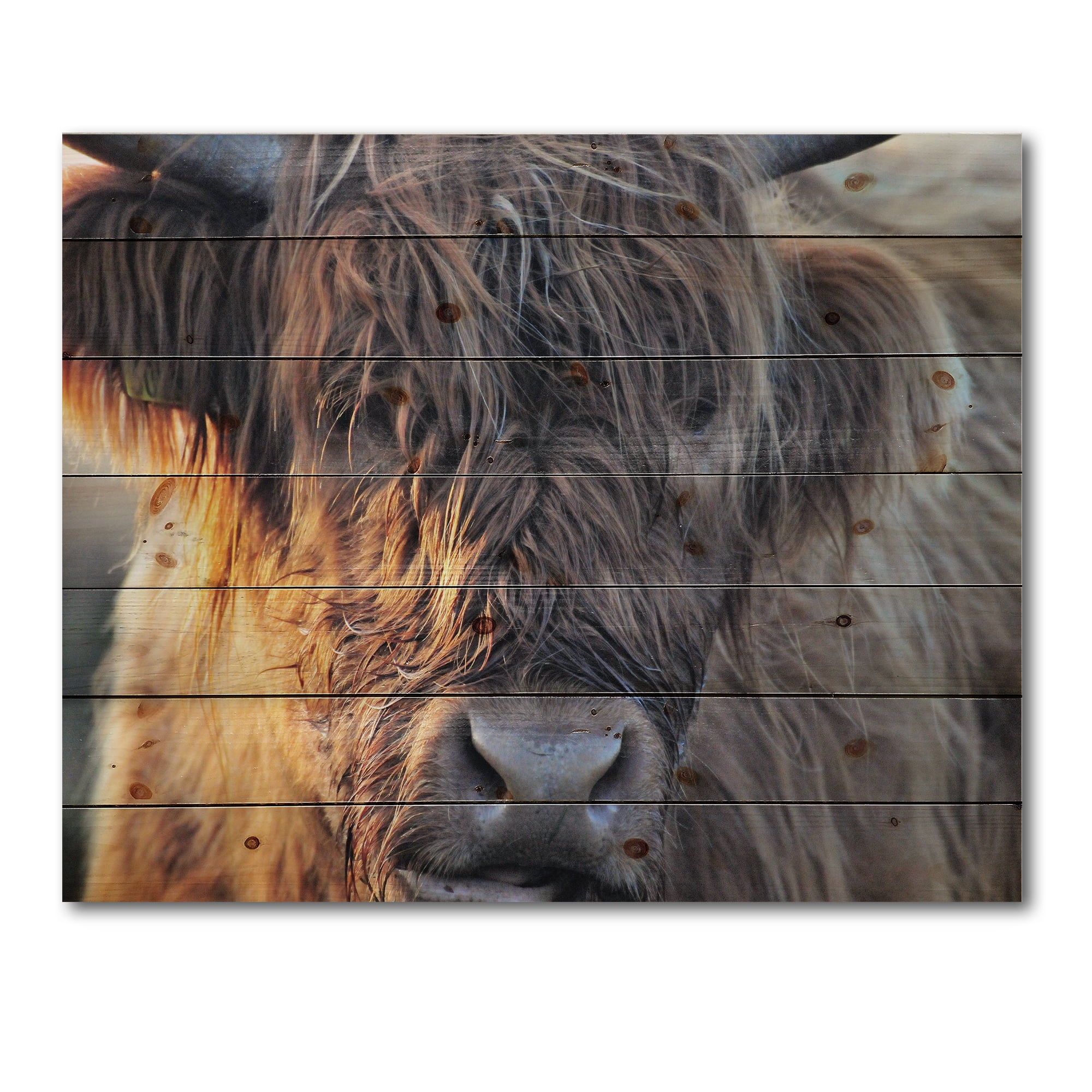 Designart 'Close Up Of Scottish Cow On Moorland III' Farmhouse Print on Natural Pine Wood