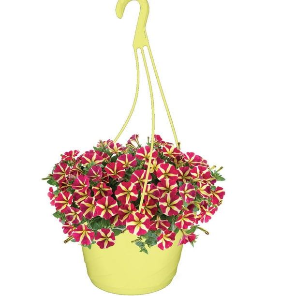 Petunia Hang Basket