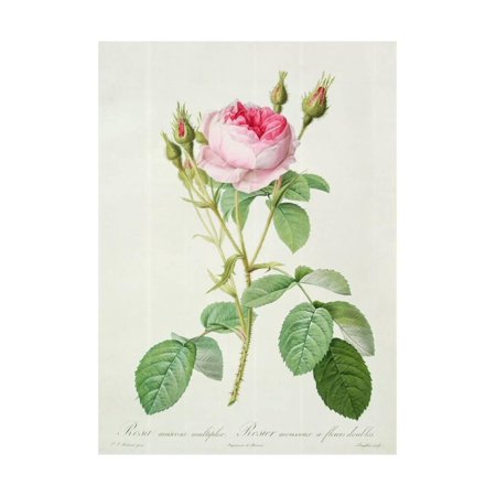 Moss Rose Coupe Rosa Muscosa Multiplex (Double Moss Rose), Engraved by Langlois, from 'Les Roses', 1817-24 Print Wall Art By Pierre-Joseph Redouté ()