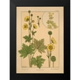 thumbnail image 2 of Vintage Apple Collection 14x18 Black Modern Framed Museum Art Print Titled - Plate 64 - Butter-cup, 2 of 5