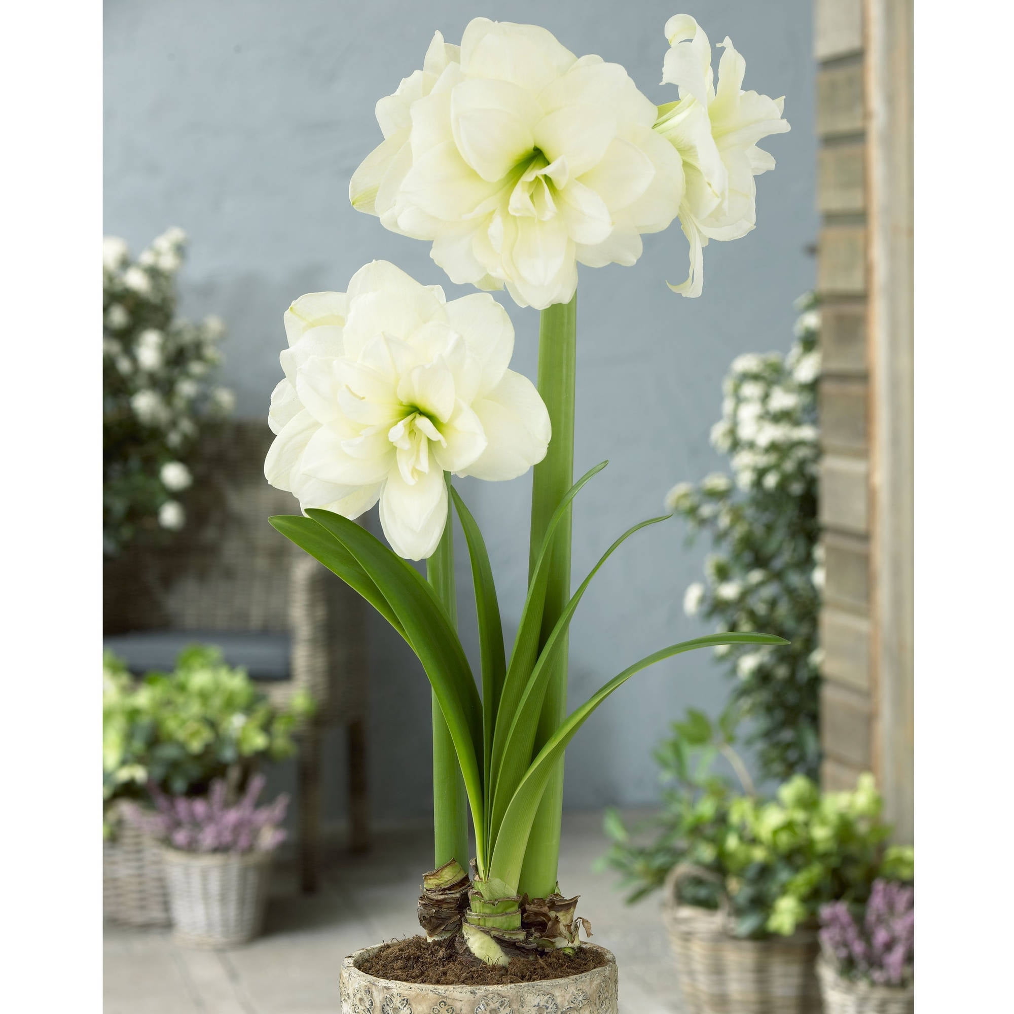 Bloomsz Amaryllis Alfresco 26/28cm, 1-Pack