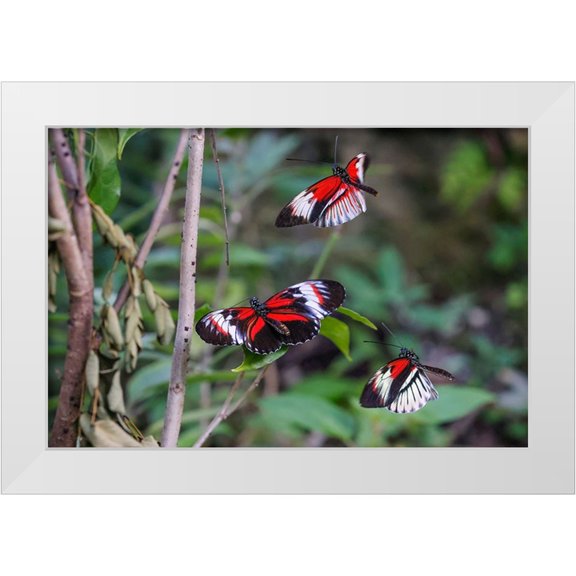 Jones, Adam 14x11 White Modern Wood Framed Museum Art Print Titled - Piano key or Postman butterflies flying