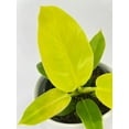 thumbnail image 3 of Philodendron Moonlight Lemon Lime Hybrid - Live Air-Purifying Indoor Plant in Nursery Pot – Easy Care, Low Maintenance Houseplant for Home & Office Decor, Natural Air Cleaner, Best for Beginners, 3 of 8