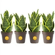 Costa Farms Snake Plant (4-Pack), Live Indoor and Outdoor Sansevieria Plants, Easy to Grow Live Succulent Houseplants Potted in Nursery Pots, Potting Soil, Room, Office and Home Decor, 8-Inches Tall