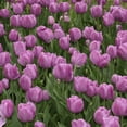 thumbnail image 4 of Spring Lavender Trophy Tulips, 10 Bulbs - Purple Flowers - Attracts Bees & Butterflies - Spring Blooming, Easy to Grow & Maintain, 4 of 6