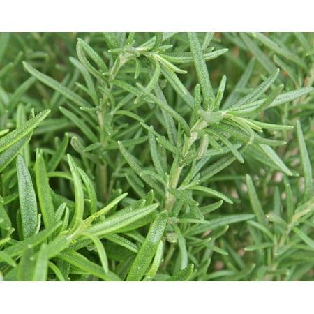 Rocket Farms 3 inch Potted Living Rosemary - Edible Herb
