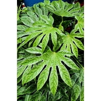 10 JAPANESE FATSI Shrub Flower Paperplant Fatsia Aralia Japonica Seeds