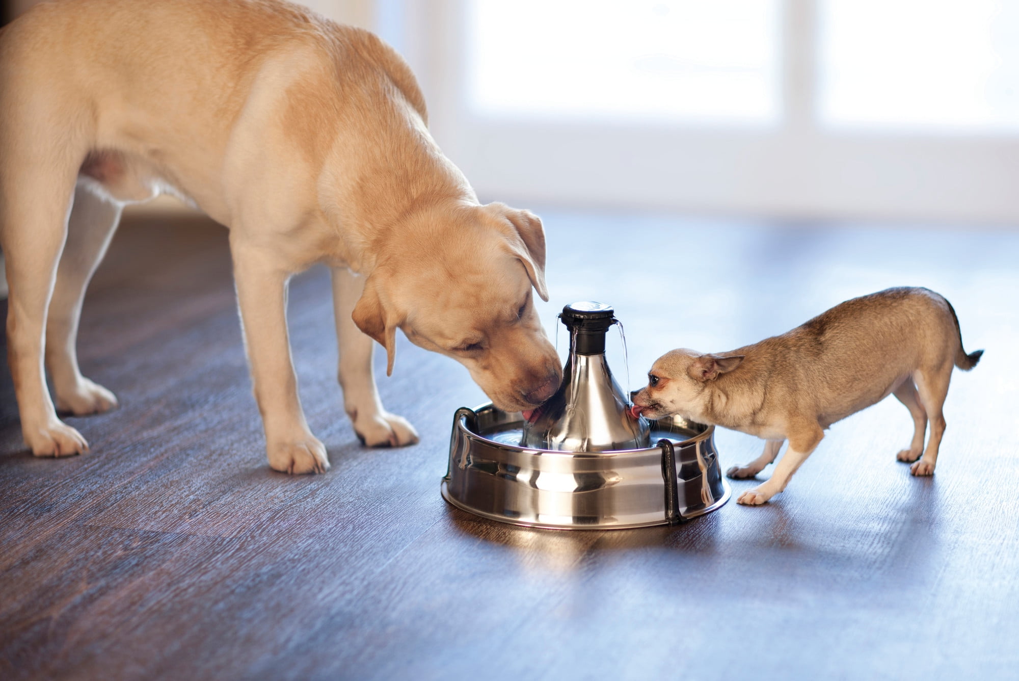 PetSafe Drinkwell Stainless Multi Pet Pet Fountain Automatic Dog and Cat Water Bowl 128 oz Walmart