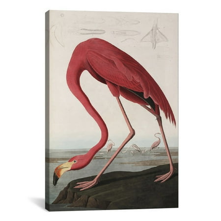 Icanvas Flamingo Drinking At Water S Edge By John James Audubon Icanvas Flamingo Drinking At Water S Edge By John James Audubon Painting Print