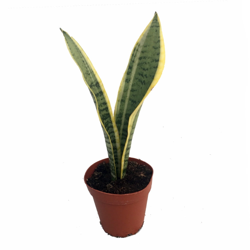 Laurentii Snake Plant Sansevieria Impossible to kill