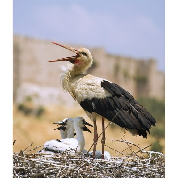 Posterazzi DPI1846245 White Stork Ciconia Ciconia Turkey Poster Print, 13 x 15