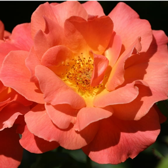 Heirloom Roses Rose Bush - The Livin' Easy English Legend Plant , Live Plants For Outdoors , Orange Own Root Bushes For Planting , One Gallon Potted Outdoor Flowers