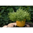 thumbnail image 6 of 1000 THYME Common, English, German, French, Garden, or Winter Thymus Vulgaris Herb Flower Seeds, 6 of 11