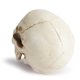 thumbnail image 5 of Yuarrent Decoración de calavera de resina, réplica de cabeza de esqueleto creativa, modelo de calaveras, accesorios decorativos, regalo Decoración, 5 of 6