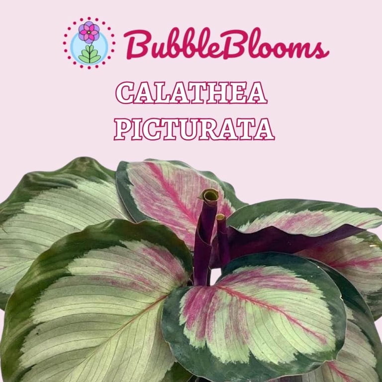 Calathea Picturata, 4 inch, Prayer House Plant, Gouletii Van-den-heckei  (Lem.) Regel - Walmart.com