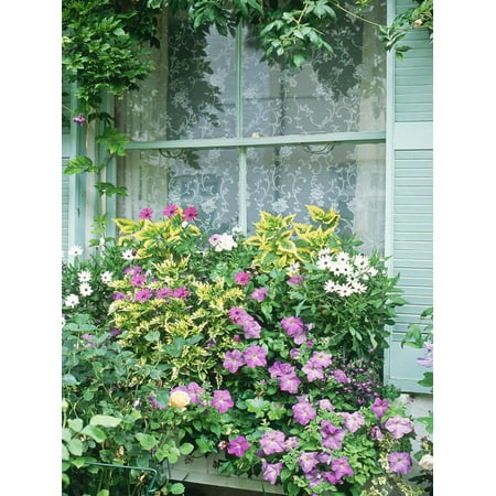 Shutters Window Boxes - Summer Window Box, Petunia, Osteopermum, Window, Shutter, Lace Curtain Print Wall Art By Lynne Brotchie