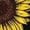 Brown, variant on Women's T-shirts Sunflower Shirts For Women Cute Dandelion Graphics Tshirt Summer Women Short Sleeve Tee Tops T-shirts