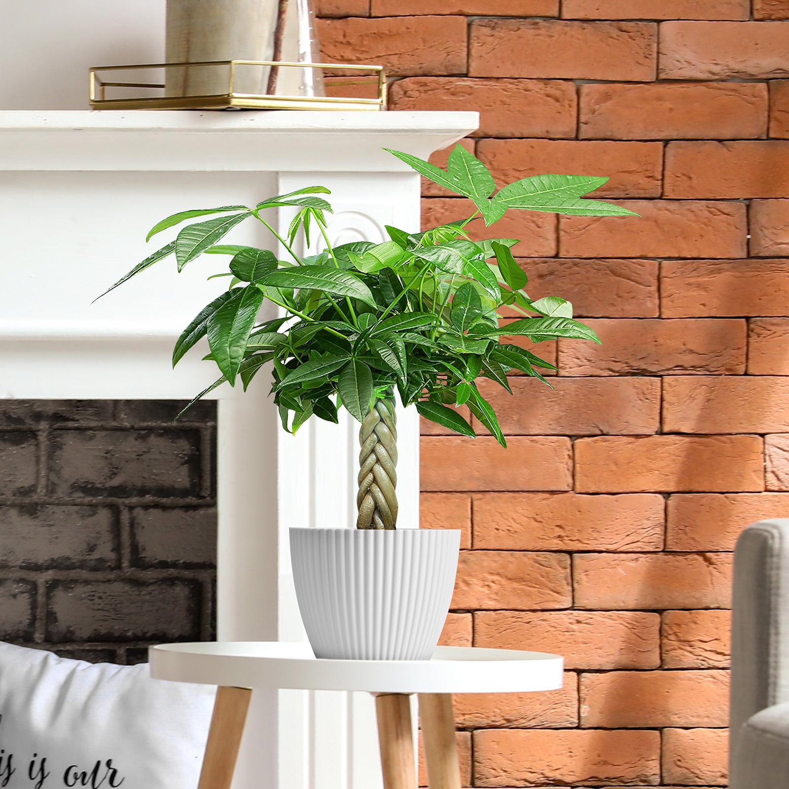 8"-12" Tall Pachira Braided Money Tree, Indoor Live Plants Houseplants Potted, Easy to Care Grow Bonsai Tree
