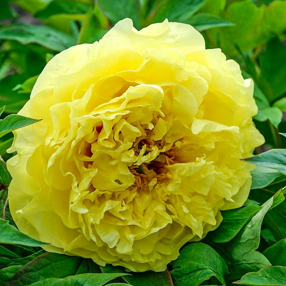 Yellow Crown Itoh Peony Dormant Bare Root Perennial Plant, 1-Pack