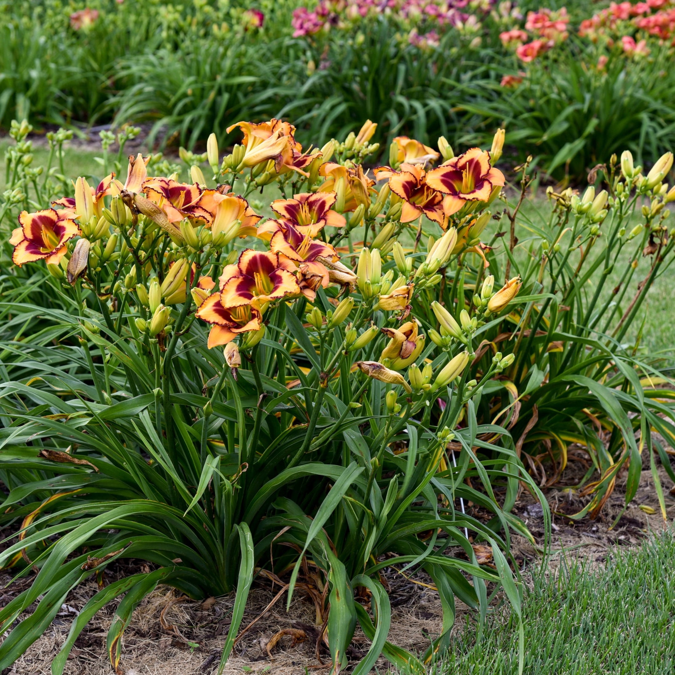 Proven Winners 6" Yellow Rainbow Rhythm 'Blazing Glory' Daylily Live Plant in 6.5" Pot