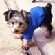 thumbnail image 4 of Sudadera Con Capucha For Perro De Invierno, Sudaderas Con, 4 of 5