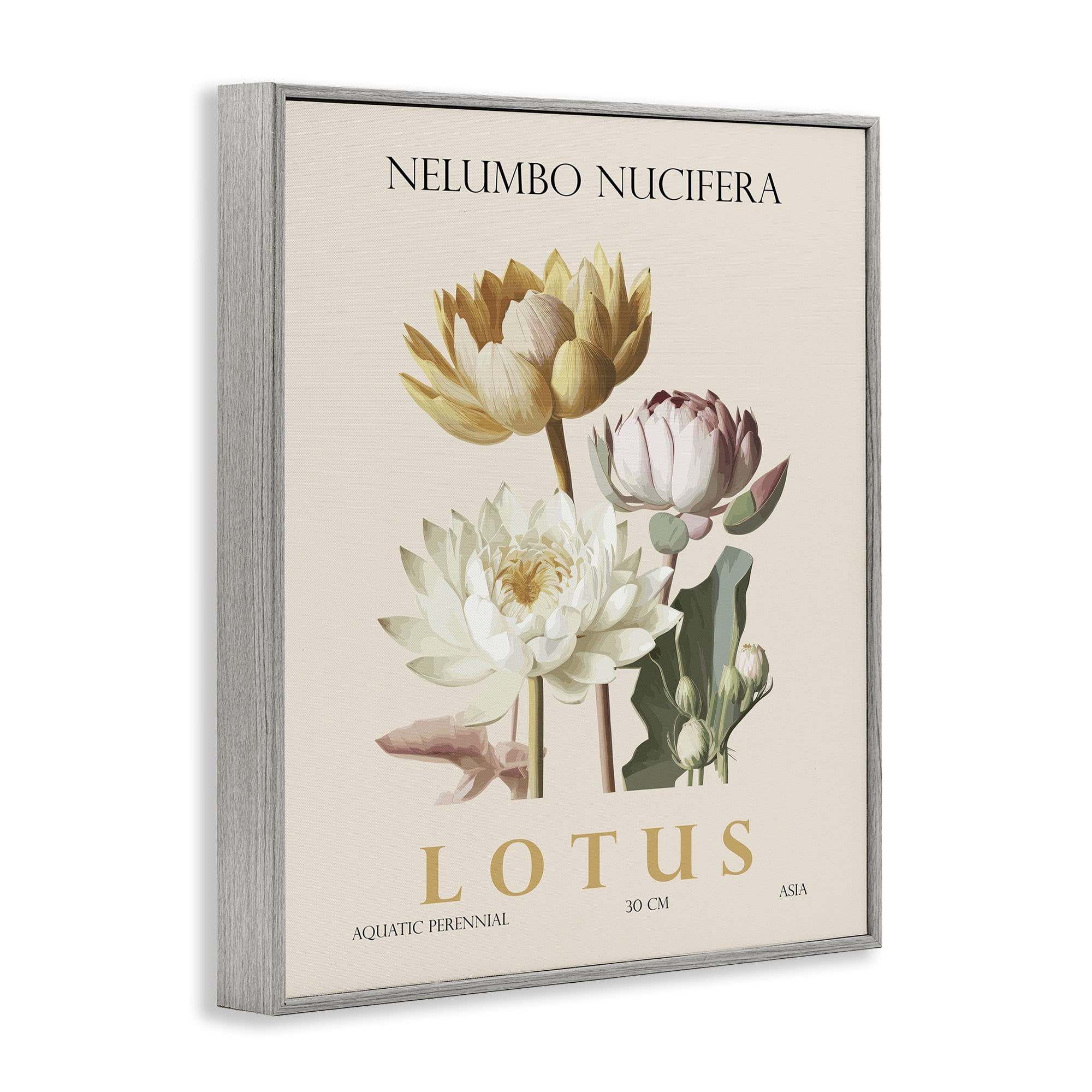 Stupell Industries Natural Lotus Bundle Gray Framed Giclee Art, design by Christopher Giampietro