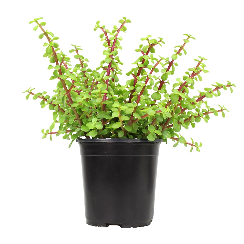 Element by Altman Plants Portulacaria Prostrata Easy Succulent; 1 gal Grower Pot; Full Sun
