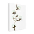 thumbnail image 2 of Trademark Fine Art Rosana Laiz Blursbyai Watercolor cotton branch I Canvas Wall Art, 2 of 4