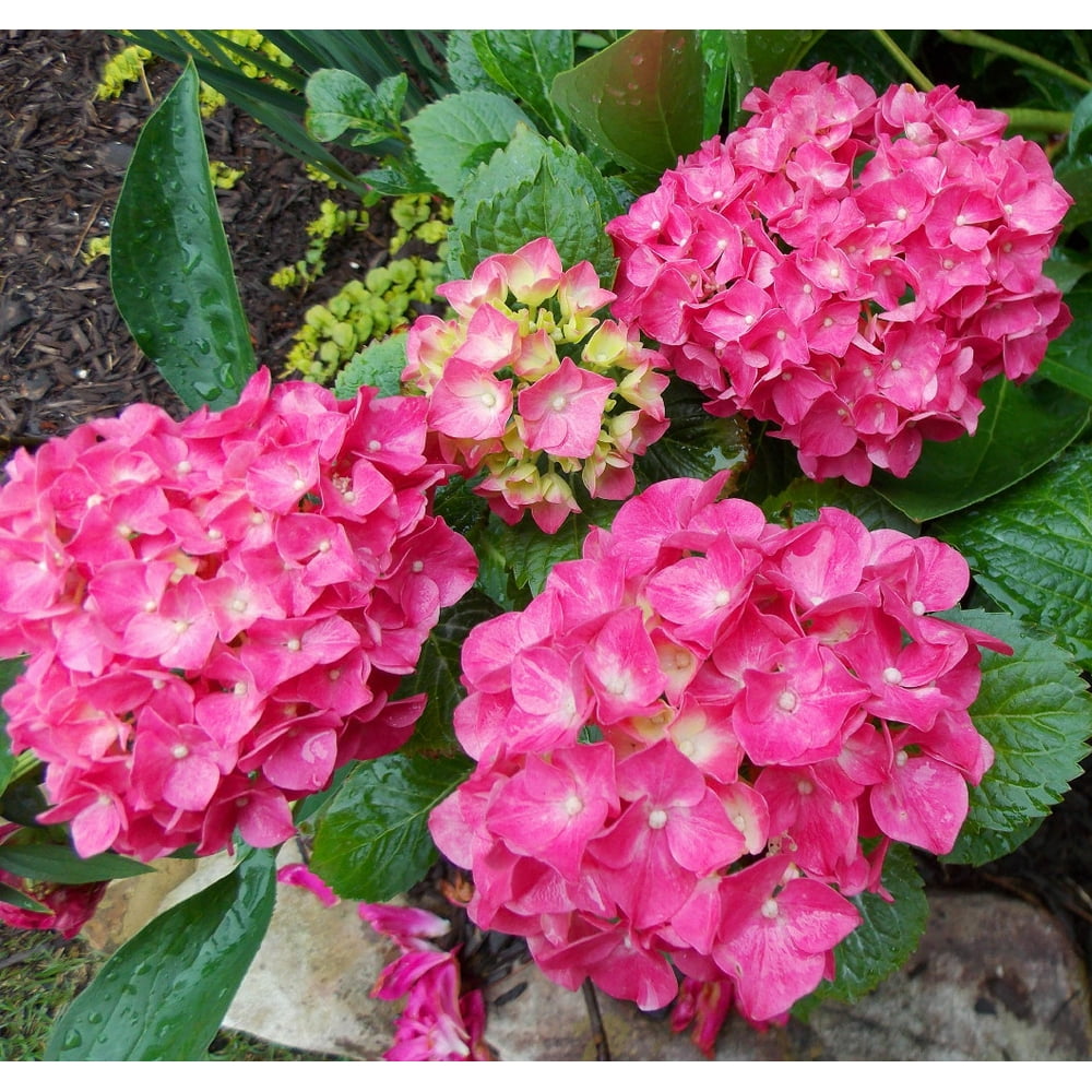 Glowing Embers Hydrangea macrophylla Excellent Bloomer 4" Pot