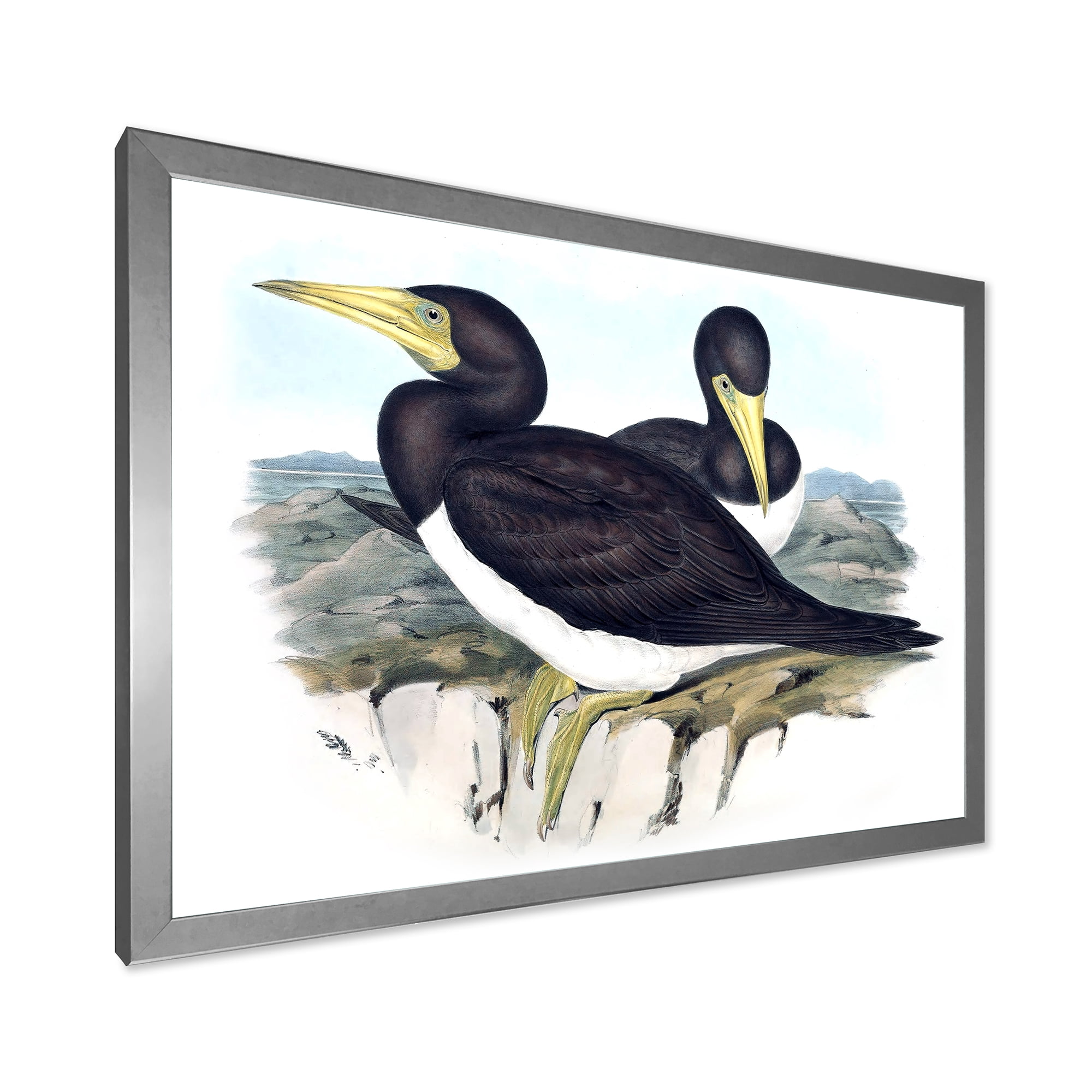 Designart 'Ancient Australian Birds XII' Traditional Framed Art Print