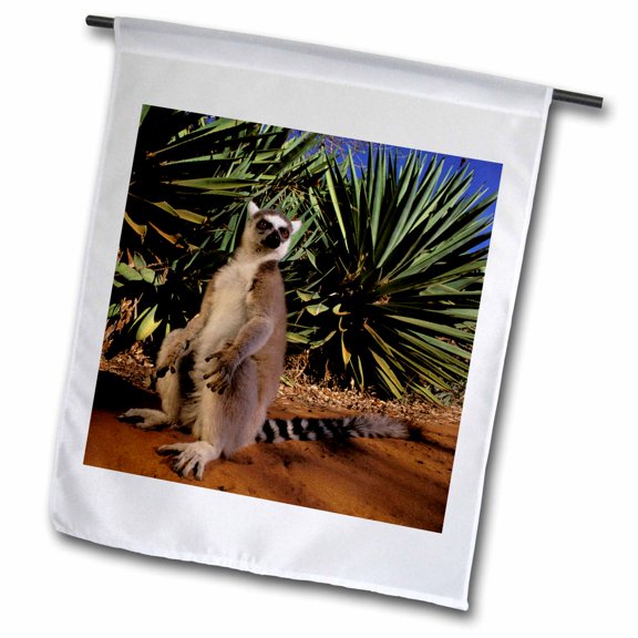 3dRose, Madagascar, Berenty Private Reserve. Ring-tailed Lemur-AF24 POX0048 - Pete Oxford, 12 x 18 inch Garden Flag