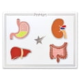 thumbnail image 4 of PinMart's Human Organ Pin Set Stomach Intestines Liver Kidney Medical Lapel Pins, 4 of 5