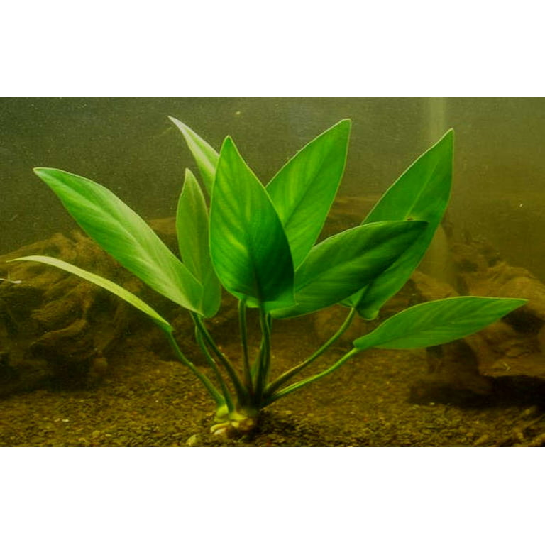Anubias Hastifolia Bare Root Medium Live Aquarium Plants BUY2 GET1 FREE 
