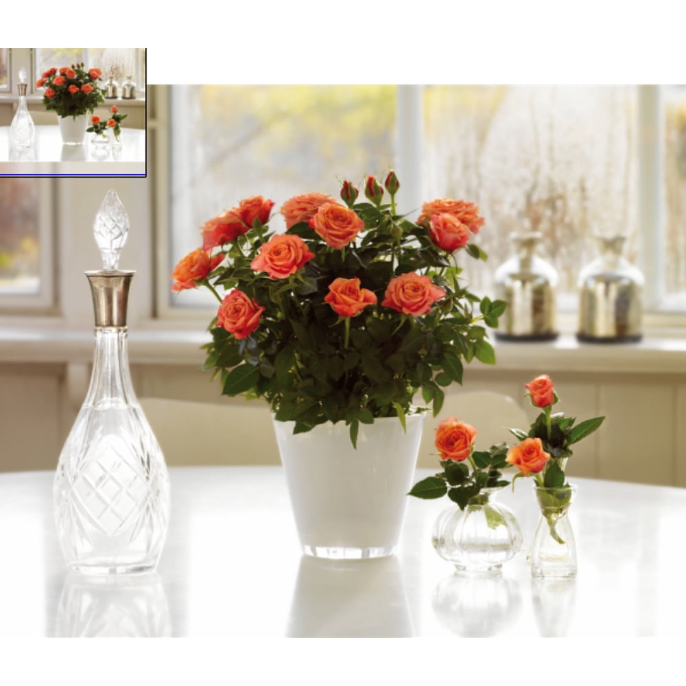 Rose Miniature Patiohit® 'Dora" Everblooming/Fragrant 4" Pot