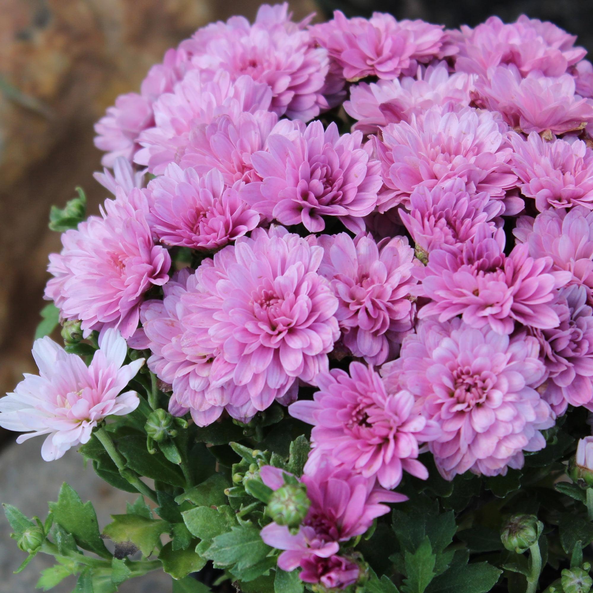 Expert Gardener 1.0PT Pink Mum Live Plant in Grower Pot
