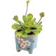thumbnail image 1 of Simulación de suculentas bonsái, adornos creativos, mesa de comedor de flores, plantas de interior, plantas verdes en macetas, 1 of 5