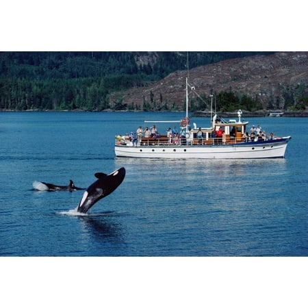 Orca leaping before whale watchers  Johnstone Strait  Vancouver Island  Canada Poster Print by Flip Nicklin (24 x