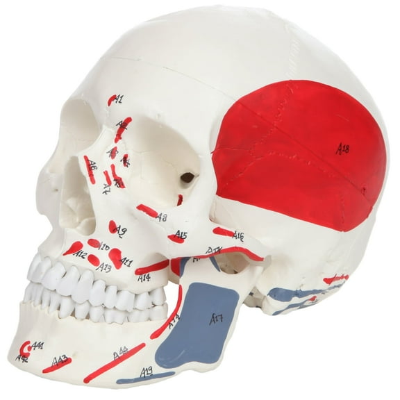 Axis Scientific Life Size 3-Part Painted and Numbered Human Skull Model | Muscle Origin and Insertion Points for 48 Muscles | Includes Detailed Product Manual