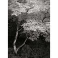 thumbnail image 3 of Geyman, Vitaly 19x24 Black Modern Framed Museum Art Print Titled - Maple Beauty I BandW, 3 of 5