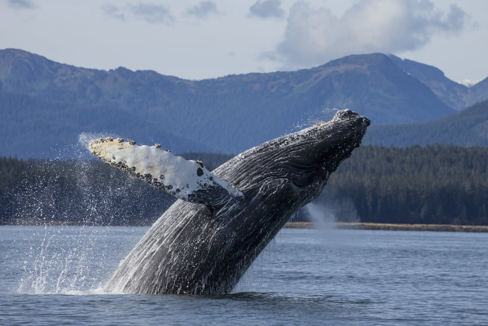 A Humpback Whale Breaches As It Leaps From The Calm Waters Of Stephens Passage Near Tracy Arm In Alaskas Inside Passage Admiralty Islands Forested Shoreline Beyond Tongass Forest Canvas Art - John Hyd
