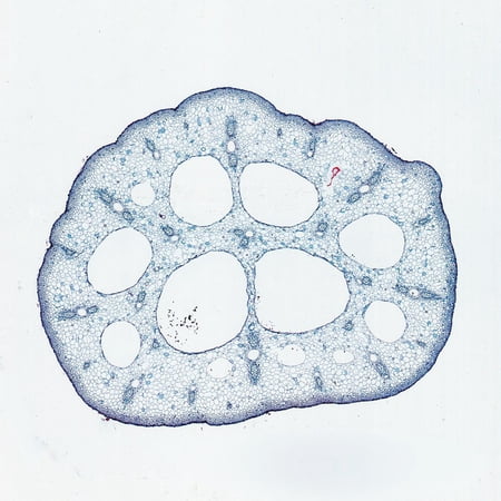 Collenchyma Tissue  C.S.  12 M Microscope Slide price history on PriceWatchPro