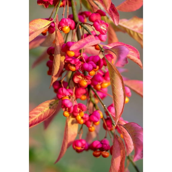 25 EUROPEAN SPINDLE TREE Euonymus Europaeus Spindletree Pink & Orange Flower Shrub Seeds