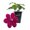 1 Plant, variant on Clematis Westerplatte - Live Starter Plant in a 2 Inch Growers Pot - Starter Plants Ready for The Garden - Beautiful Velvety Red Flowering Vine