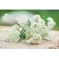 thumbnail image 3 of White Yarrow Western Flower Seeds, 1500 Seeds Per Packet, Isla's Garden Seeds, 3 of 3