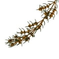 thumbnail image 4 of Vickerman 22-26" Aspen Gold Grabia, 5-6 oz Bundle, Preserved, 4 of 4