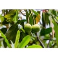 thumbnail image 3 of Tropical Seeds-Balsa Wood Tree- 20 seeds- Bonsai -Ornamental Tropical -Container Plant Seed- See Listing Below -Ochroma lagopus, 3 of 5