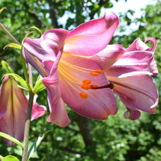 Breck's Blue Flowering Electric Blue Spider Lily Dormant Flower Bulbs, Set  of 5 bulbs - Walmart.com